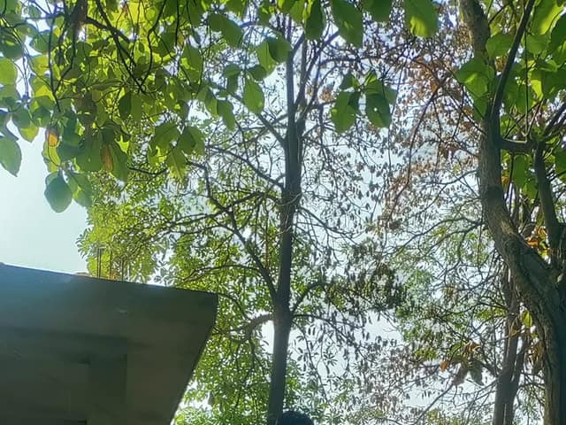 डी.एम.जी. इंटर कॉलेज — चित्र 427